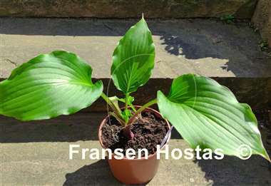 Hosta Ebony Towers